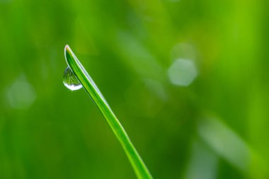 Yeşil çimlerin üzerine su damlaları. Sabah çiği, sulama bitkileri. Yağmurdan sonra yapraklara damlayan nem. Çevresel bir temanın güzel yeşil arkaplanı.