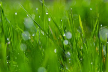 Yeşil çimlerin üzerine su damlaları. Sabah çiği, sulama bitkileri. Yağmurdan sonra yapraklara damlayan nem. Çevresel bir temanın güzel yeşil arkaplanı.