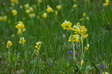 Sarı Primula veris inek ayağı, yaygın inek ayağı, yumuşak yeşil arka planda inek ayağı çuha çiçeği..