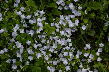 Veronica Chamaedry 'nin mavi çiçekli yaz arkaplanı. Yeşil çimlerde açan mavi çiçek, bahar arkaplanı..
