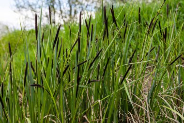 Carex acuta - Palaearctic 'teki nehir ve göllerin kenarlarında yetişen karasal eko-eko-jonlar ıslak, alkali ya da mineral topraklı hafif asit çöküntüleri.