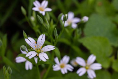 Stellaria sanal çayı. Tavuk otunun narin orman çiçekleri, Stellaria holostea ya da Echte Sternmiere. Çiçek arkaplanı. Doğal yeşil arka planda beyaz çiçekler. yakın plan.