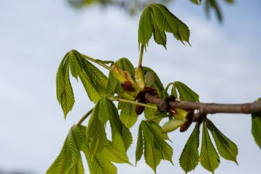 Bulanık arkaplanda yeni yapraklar olan bahar kestanesi dalı.
