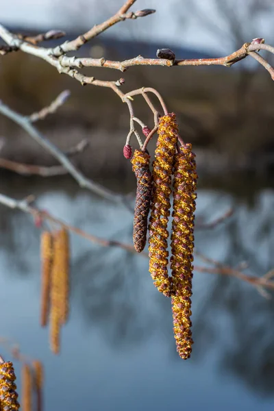 Siyah alnus glutinosa 'nın erkek catkins ve dişi kırmızı çiçekli küçük bir dalı. İlkbaharda çiçek açan kızılağaç. Güzel doğal arka plan. Temiz küpeler ve bulanık arka plan..