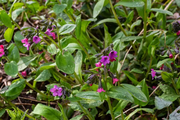 Pulmonaria Flores Lombriz Diferentes Tonos Violeta Una Inflorescencia Planta Miel — Foto de Stock
