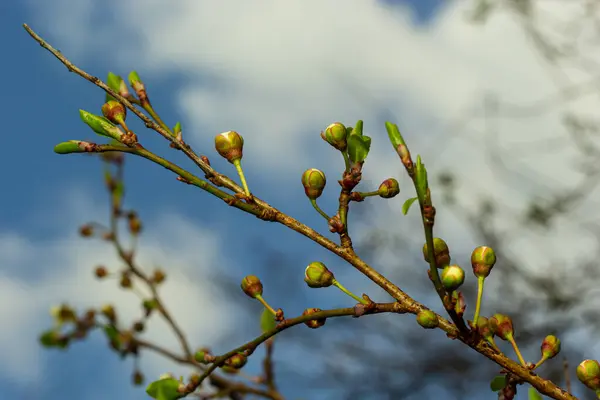 Квітковий Фон Білими Квітами Зеленим Листям Цвіте Слива Весняному Саду — стокове фото