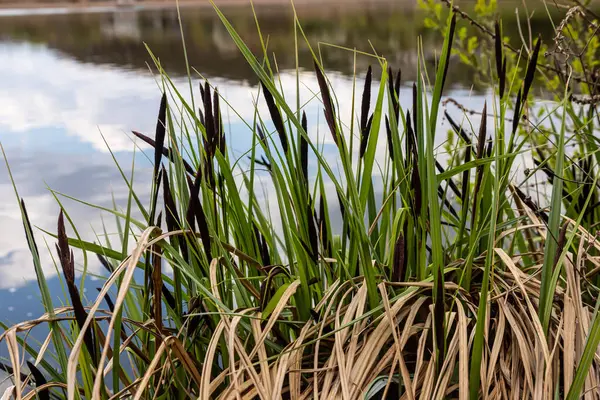 Carex acuta - Palaearctic 'teki nehir ve göllerin kenarlarında yetişen karasal eko-eko-jonlar ıslak, alkali ya da mineral topraklı hafif asit çöküntüleri.