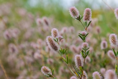 Trifolium kalkışı yakın çekim. Çayırdaki tüylü yonca. Tarlada yetişen yaz bitkileri. Renkli parlak bitkiler. Ayrıntılara seçici odaklanma, bulanık arkaplan.