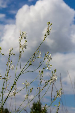 Anthericum ramosum 'un narin, beyaz ve sarı çiçekleri, yıldız şeklinde, vahşi, bulanık yeşil arka planda büyüyen, parlak ve güneşli yaz günü,.