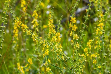 Vahşi otların arasında yaz mevsimi, tarımsal ekvatorya çiçekleri açıyor..
