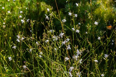 Anthericum ramosum 'un narin, beyaz ve sarı çiçekleri, yıldız şeklinde, vahşi, bulanık yeşil arka planda büyüyen, parlak ve güneşli yaz günü,.