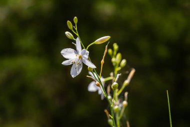 Anthericum ramosum 'un narin, beyaz ve sarı çiçekleri, yıldız şeklinde, vahşi, bulanık yeşil arka planda büyüyen, parlak ve güneşli yaz günü,.