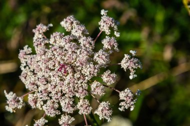 Daucus carota yaban havucu açan bitki olarak bilinir..