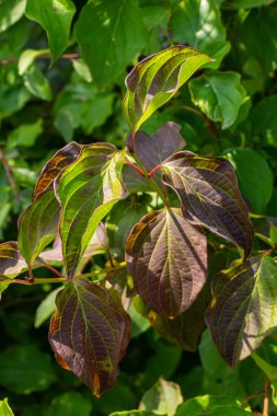 Dogwood Cornus sanguinea, yaprak arkaplan, seçici odaklanma.
