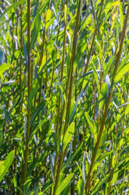 Salix purpurea mor söğüt veya osier, Salix familyasından Avrupa 'da yaşayan bir söğüt türüdür. Mor söğüt çiçeği, tükürük aromalı..
