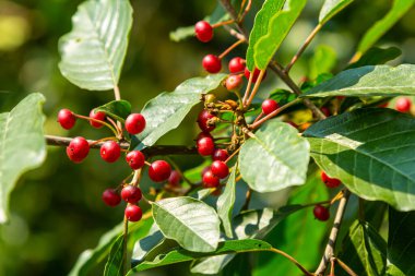 Frangula alnus 'un siyah ve kırmızı dutlu dalları. Frangula alnus 'un Meyveleri.