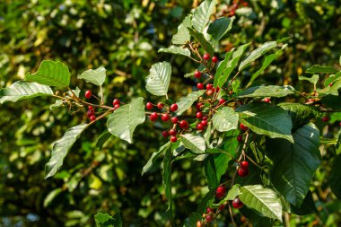 Frangula alnus 'un siyah ve kırmızı dutlu dalları. Frangula alnus 'un Meyveleri.