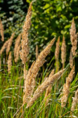 Çayırdaki küçük kamışlı Calamagrostis epigejos 'un enfeksiyonu..