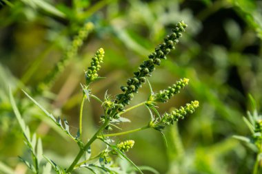 Yaygın bir yosun çiçeği, Ambrosia artemisiifolia.