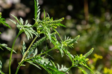 Yaygın bir yosun çiçeği, Ambrosia artemisiifolia.