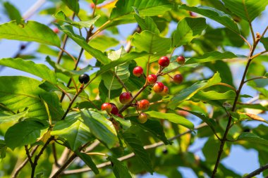 Frangula alnus 'un siyah ve kırmızı dutlu dalları. Frangula alnus 'un Meyveleri.