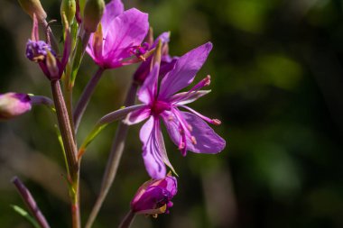 Pembe Çiçek açan Chamerion Dodonaei Alp Willowhere Fabrikası.