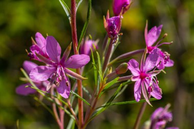 Pembe Çiçek açan Chamerion Dodonaei Alp Willowhere Fabrikası.