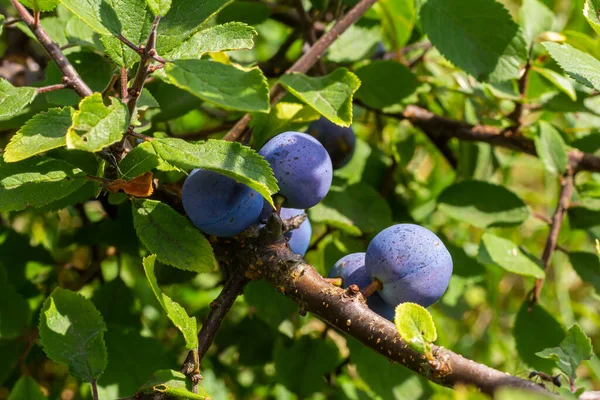 Blackthorn Prunus spinosa, Blackthorn olarak da bilinir..