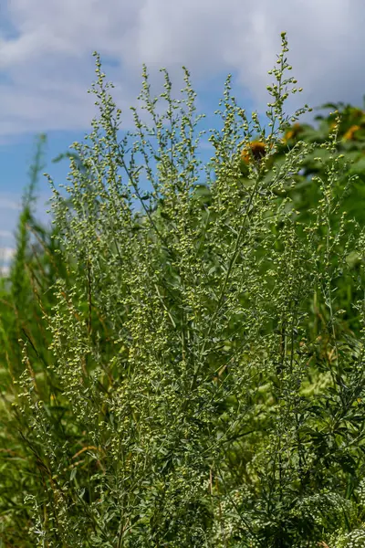 stock image Wormwood green grey leaves with beautiful yellow flowers. Artemisia absinthium absinthium, absinthe wormwood flowering plant, closeup macro.