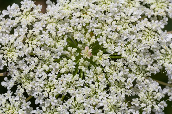Daucus Carota Ismert Vad Sárgarépa Virágzó Növény — Stock Fotó
