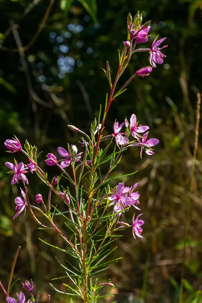 Rosa Blühende Chamerion Dodonaei Alpenweidenröschen Pflanze — Stockfoto