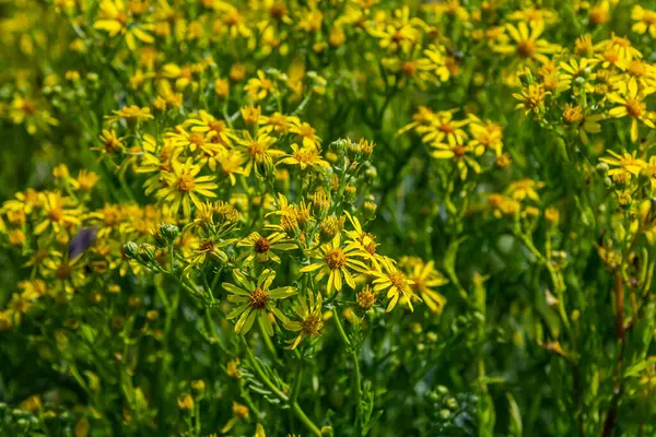 stock image Yellow flowers of Senecio vernalis closeup on a blurred green background. Selective focus.