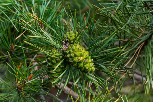 Closeup Pine Branch Male Female Cone — Stock Photo, Image