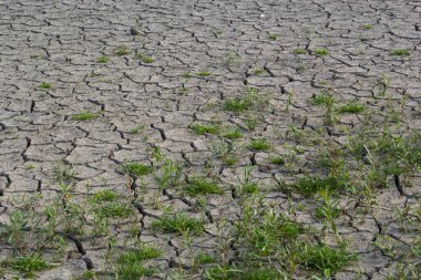 Çevresel restorasyon kavramı çatlak topraklarda fidelerin büyümesi, kurak mevsimde çatlamış toprak küresel ısınmadan etkileniyor, iklim değişikliğine ve su sıkıntısına neden oluyor..