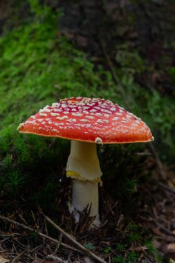 Amanita Muscaria, zehirli mantar. Fotoğraf doğal orman arka planında çekildi..