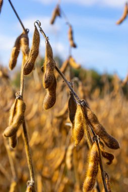 Soya fasulyesi makrosu. Soya fasulyesi hasadı, tarım baklagilleri. Soya fasulyesi tarlası - kuru soya kabuğu.