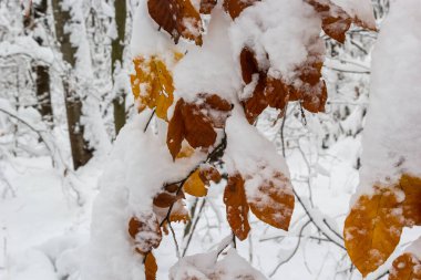 Hornbeam tree leaves covered with snow. Fresh big snow on the branches of a hornbeam tree.