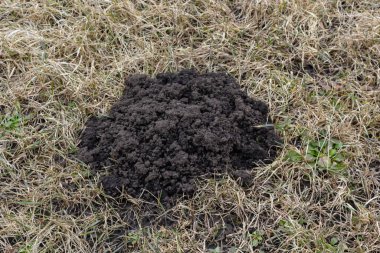 Köstebek yuvaları. Köstebek tepecikleri. Köstebek tepeleri. Bir grup köstebek tarafından zarar görmüş bir çayır, bahçeye zarar vermiş, topraktan çukur kazan hayvanlar ve bitkilerin köklerine zarar vermiş..