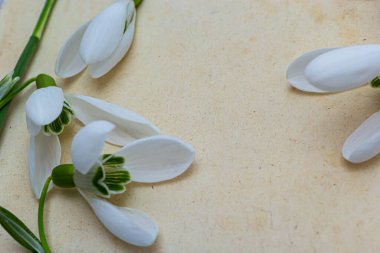 Bahar çiçekleri kar damlalarıdır ve metin arkaplanı için kağıt. Uzayı kopyala, üst görünüm. Tatil kartı. Tatil arkaplanı.