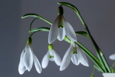 Hasır sepetteki güzel kar damlaları açık gri arka planda, yakın plan. Bahar çiçekleriyle çiçek arkaplan.