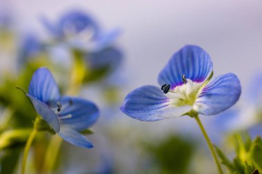 Mavi çiçekler Veronica Chamaedry güneşli bir havada bir çayıra yakın..
