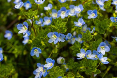 Mavi çiçekler Veronica Chamaedry güneşli bir havada bir çayıra yakın..