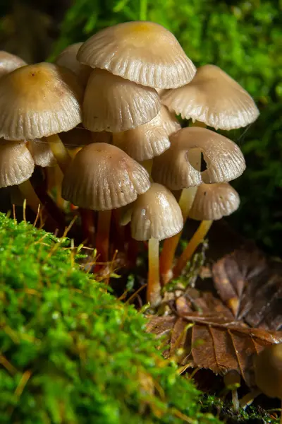 Kümelenmiş Bonnet Mycena eğimli bir kütüğün üzerinde büyüyor..