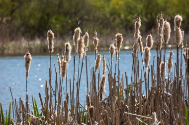 Tırmık kuyrukları nehir kenarındaki Typha latifolia 'ya hücum ediyor. İlkbaharın başındaki karlı arka planda çiçek açan tırtıl kuşlarının kapanışı. Tüylü kuyruk çiçekleri ve tohum başları.