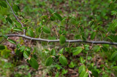 Hornbeam yaprağı güneşte. Taze yeşil yapraklı Hornbeam ağacı dalı. Güzel yeşil doğal arka plan. Bahar yaprakları.