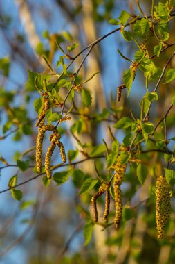 Nehir huş ağacında çiçek açan sarı Catkins 'in yakın görüntüsü baharda mavi gökyüzü arka planıyla betula nigra.