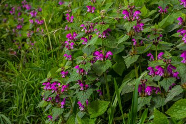 Deaf nettle blooming in a forest, Lamium purpureum. Spring purple flowers with leaves close up.