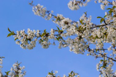 Mavi gökyüzünün altındaki ağaçta kiraz çiçeklerinin güzel dallarının seçici odak noktası, ilkbahar mevsiminde Sakura çiçekleri, çiçek desenleri, doğa arka planı..