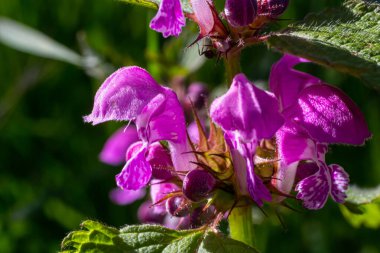 Deaf nettle blooming in a forest, Lamium purpureum. Spring purple flowers with leaves close up.