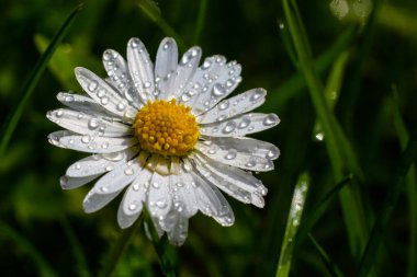 Yeşil bir çimenlikte birlikte büyüyen beyaz papatyalar. Çiçekli bahar arka planı.
